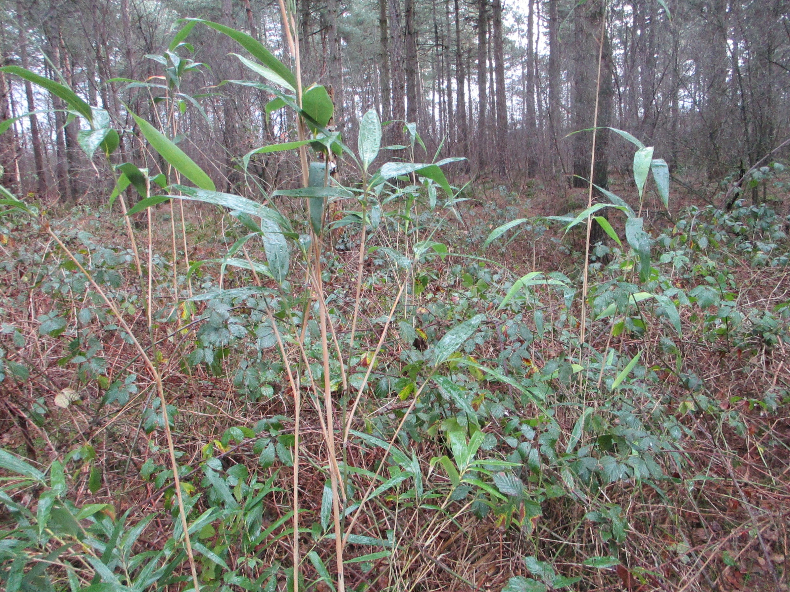 Pseudosasa japonica (door Toon Verrijdt)