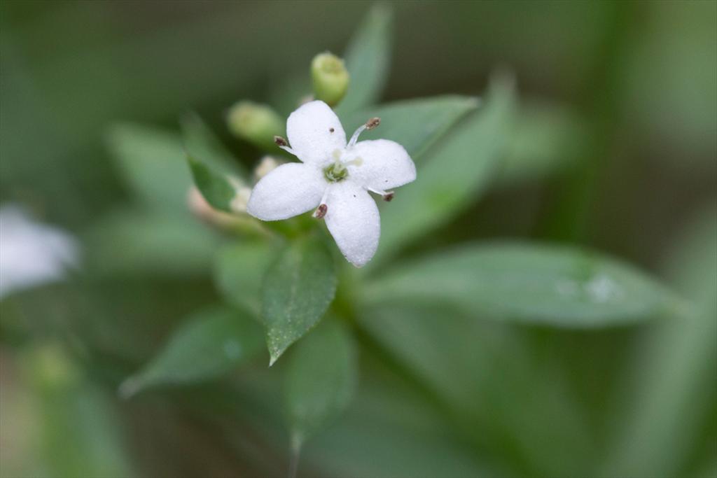 Galium saxatile (door Valentine Kalwij)