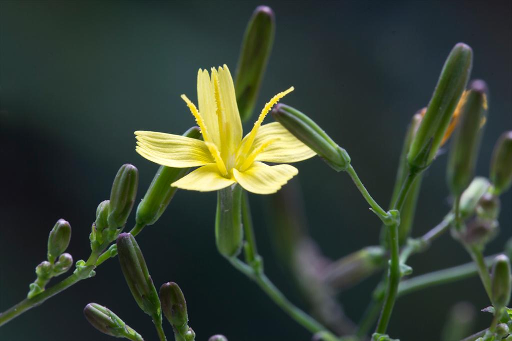 Mycelis muralis (door Valentine Kalwij)