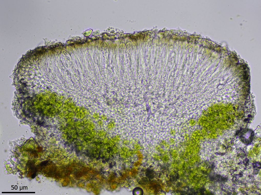 Caloplaca obscurella (door Lukas Verboom)