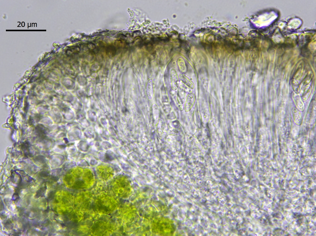 Caloplaca obscurella (door Lukas Verboom)