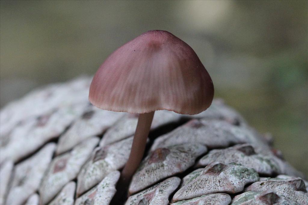 Mycena seynesii (door Frank London)