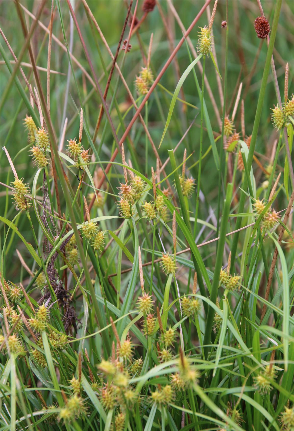 Carex x alsatica (door Stef van Walsum)