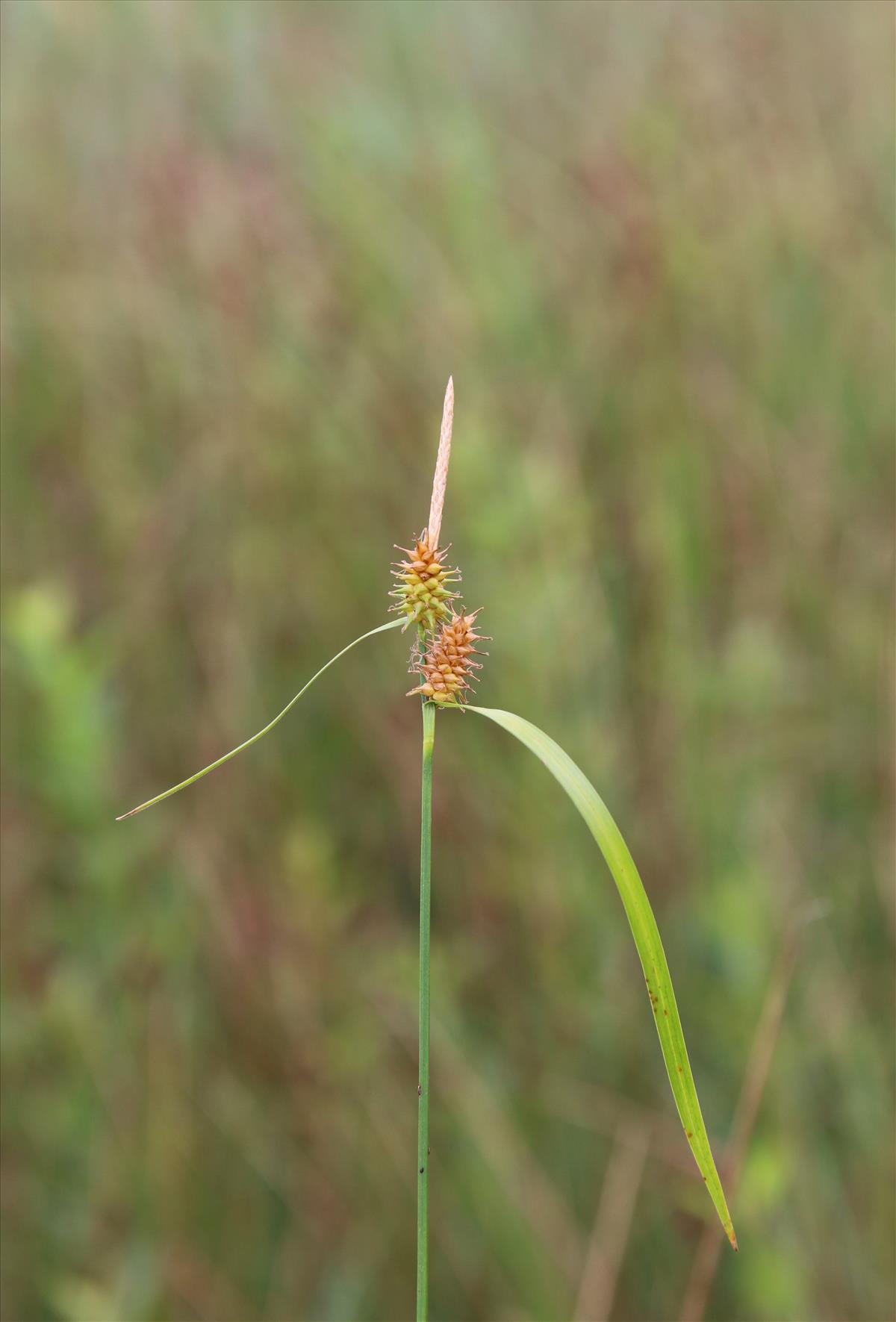 Carex x alsatica (door Stef van Walsum)