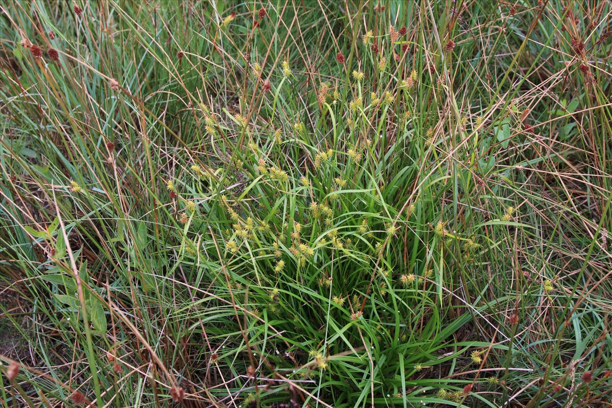 Carex x alsatica (door Stef van Walsum)