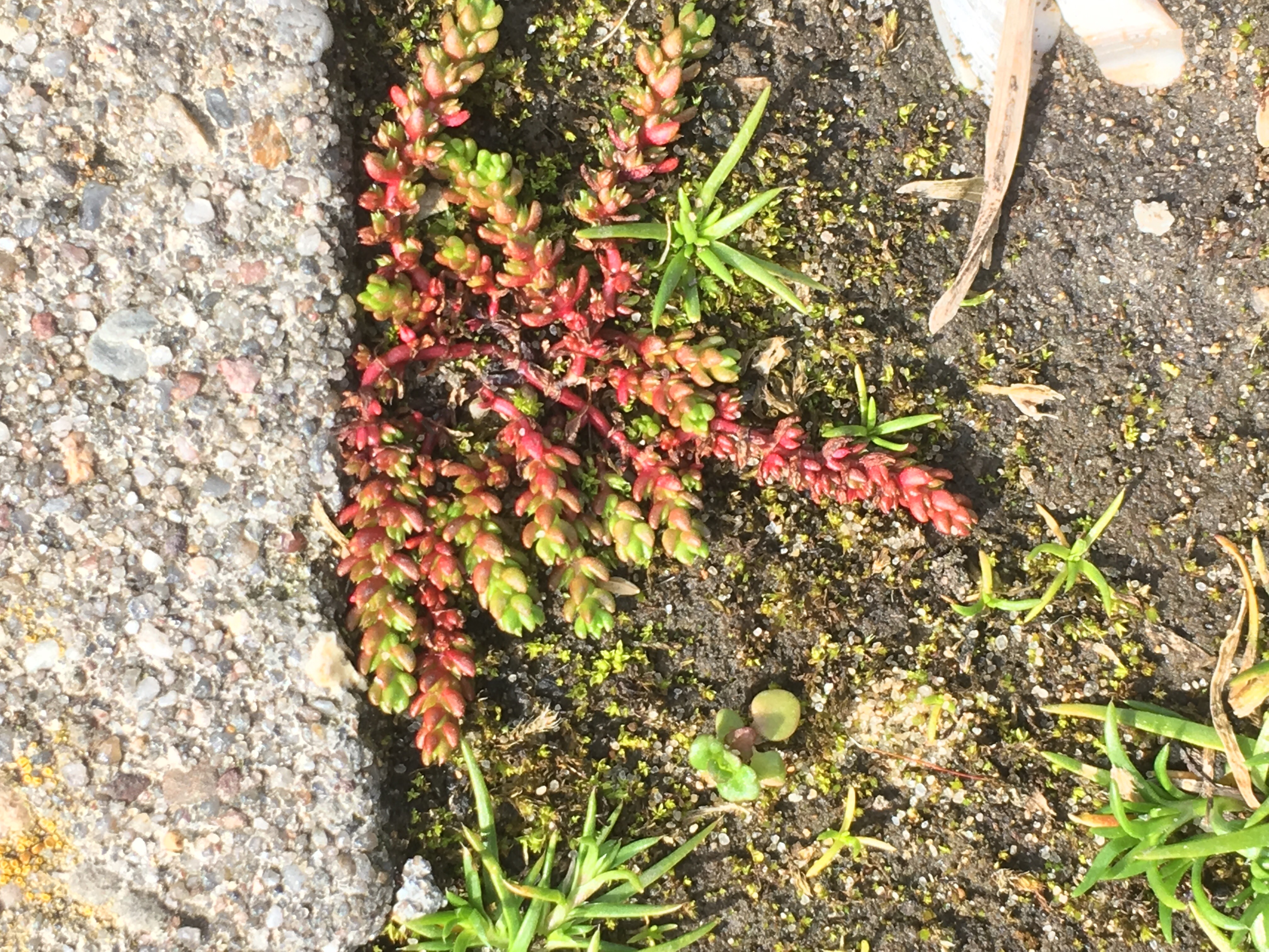 Crassula tillaea (door André Aptroot)