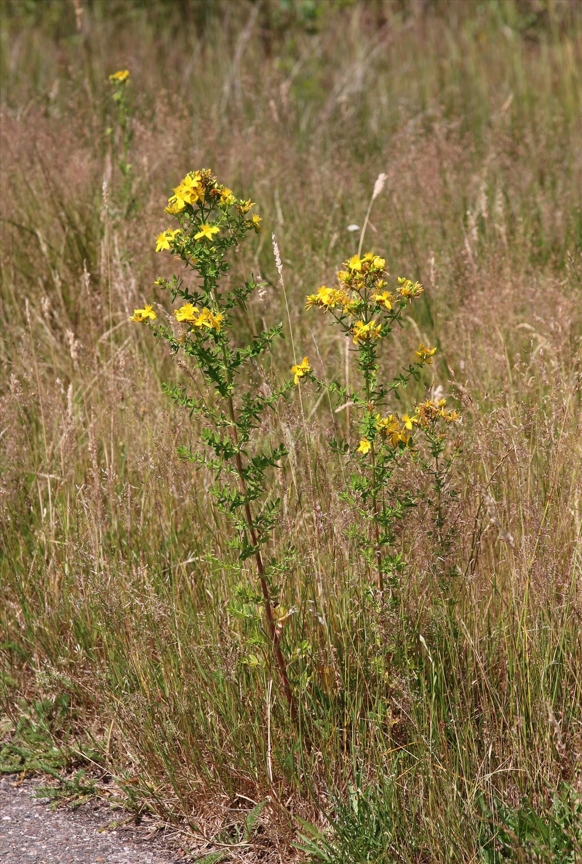 Hypericum perforatum (door Stef van Walsum)