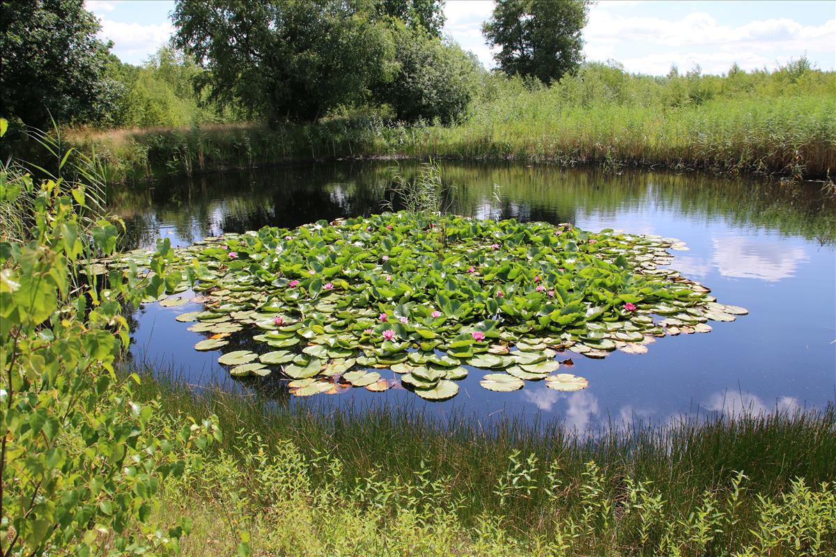 Nymphaea marliacea (door Stef van Walsum)