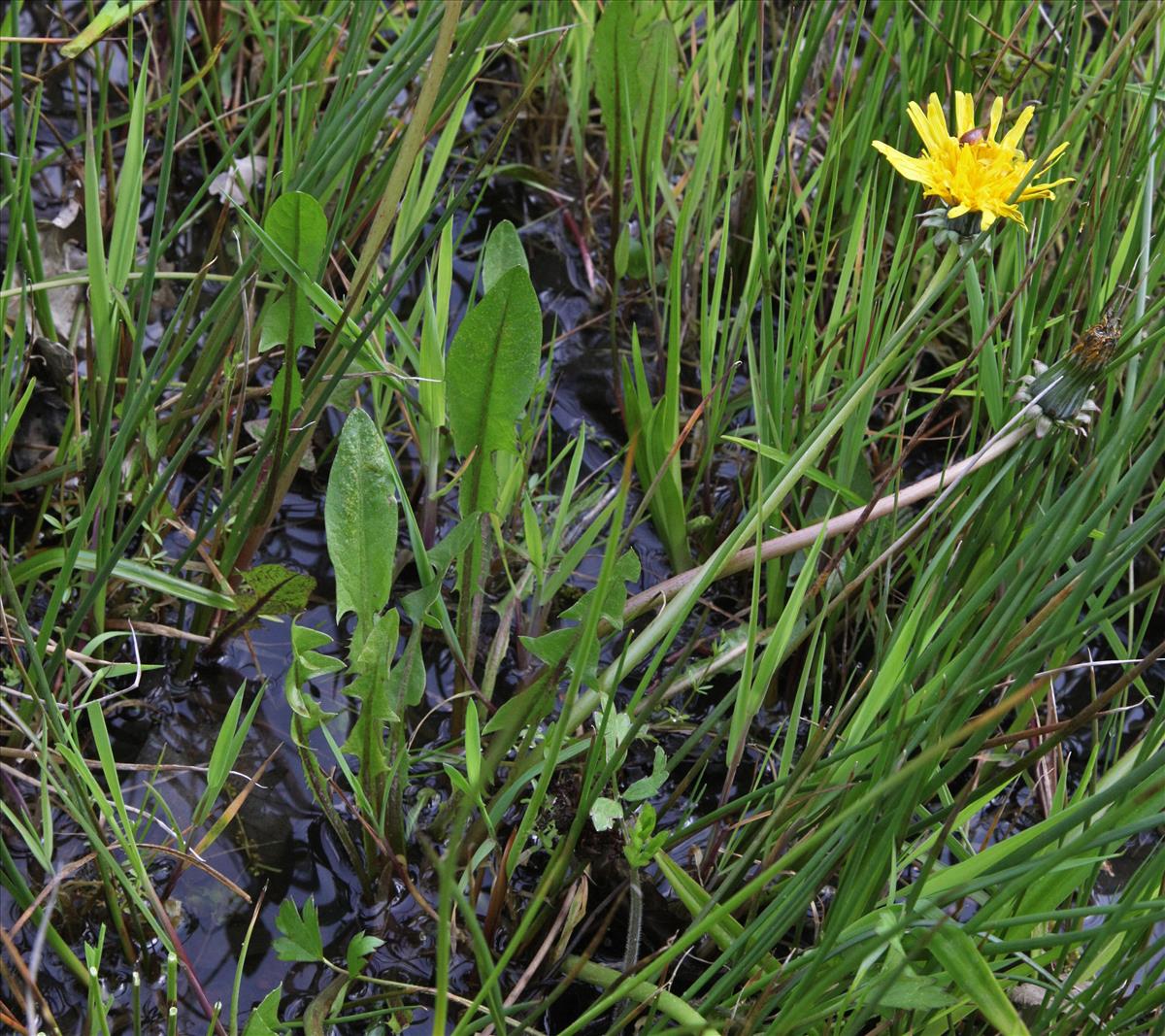 Taraxacum copidophyllum (door Jelle J. Hofstra)