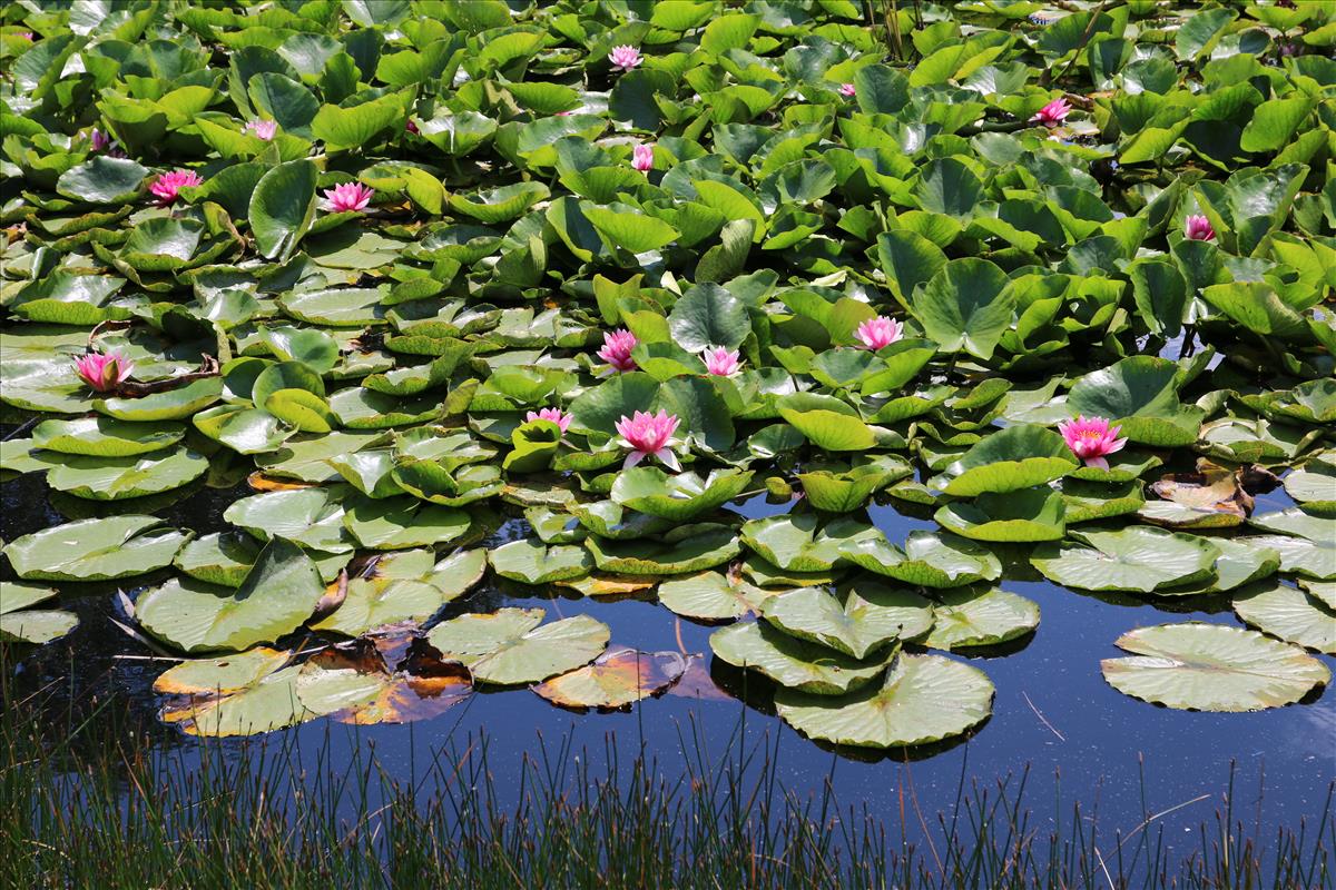 Nymphaea marliacea (door Stef van Walsum)