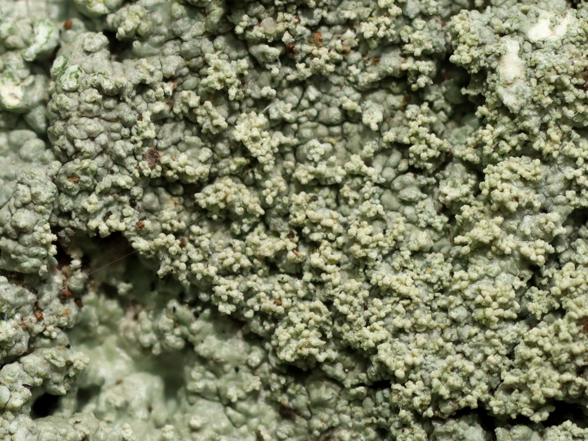 Ochrolechia subviridis (door Ruud van Middelkoop)