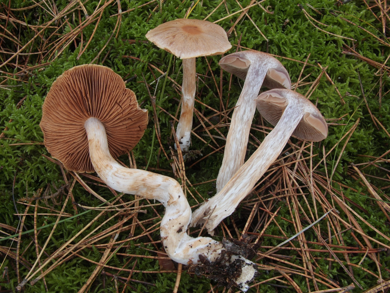 Cortinarius quarciticus (door Aldert Gutter)