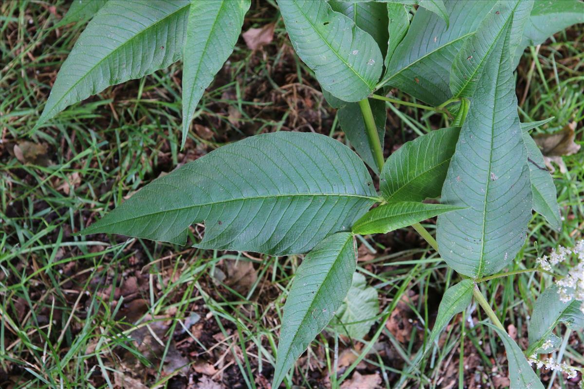 Persicaria x fennica (door Stef van Walsum)
