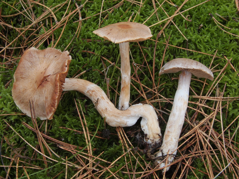 Cortinarius quarciticus (door Aldert Gutter)