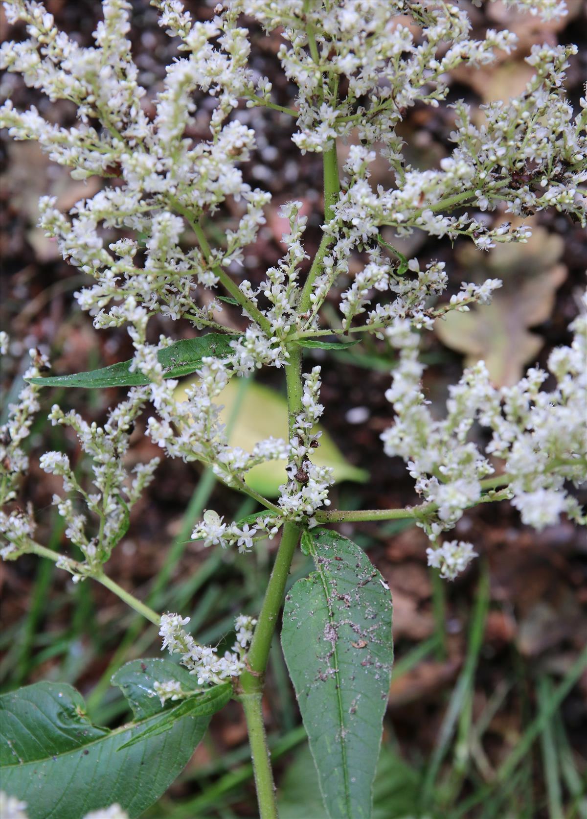 Persicaria x fennica (door Stef van Walsum)