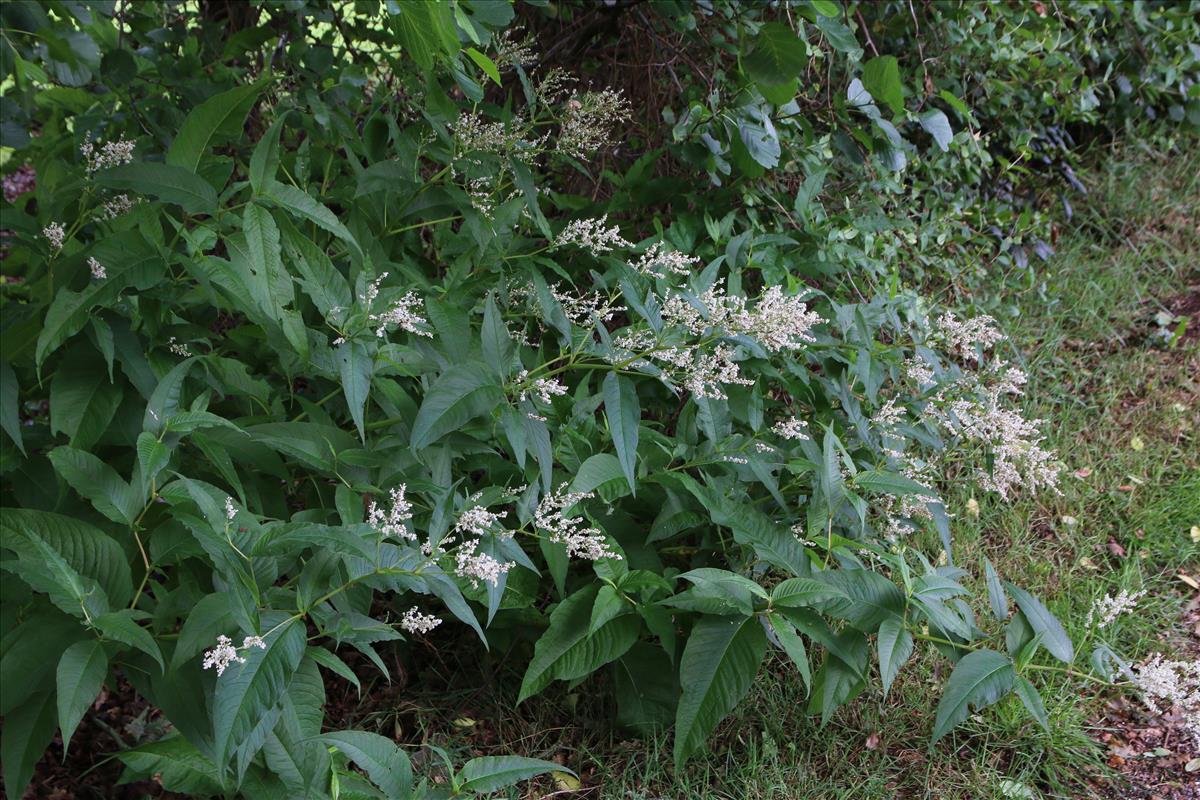 Persicaria x fennica (door Stef van Walsum)