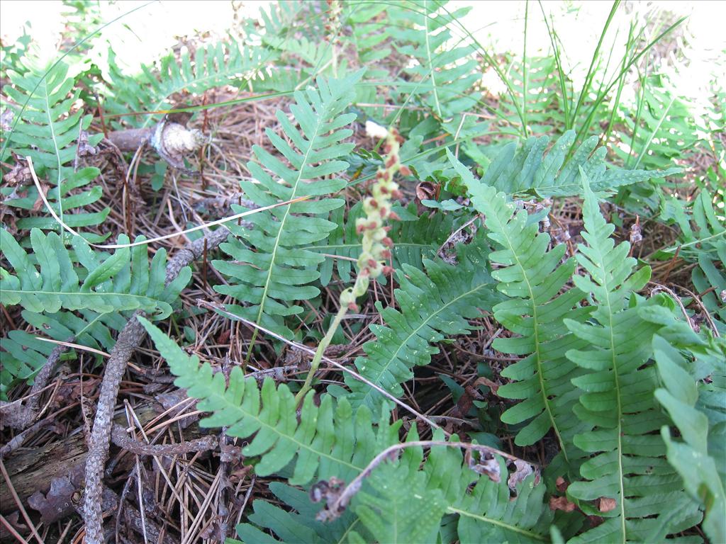 Polypodium vulgare (door Piet Bremer )