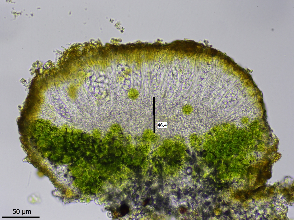 Athallia holocarpa (door Lukas Verboom)