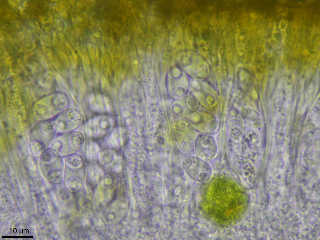 Athallia holocarpa (door Lukas Verboom)