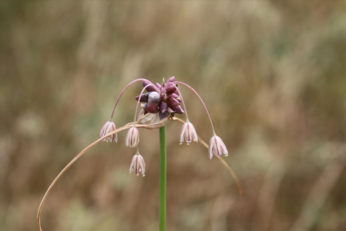 Allium oleraceum (door Stef van Walsum)