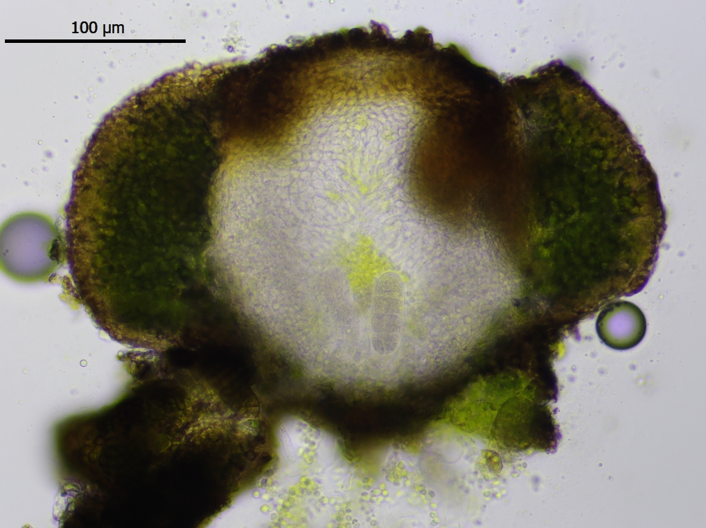 Staurothele frustulenta (door Lukas Verboom)