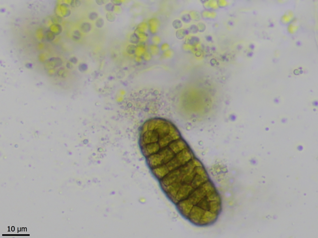 Staurothele frustulenta (door Lukas Verboom)