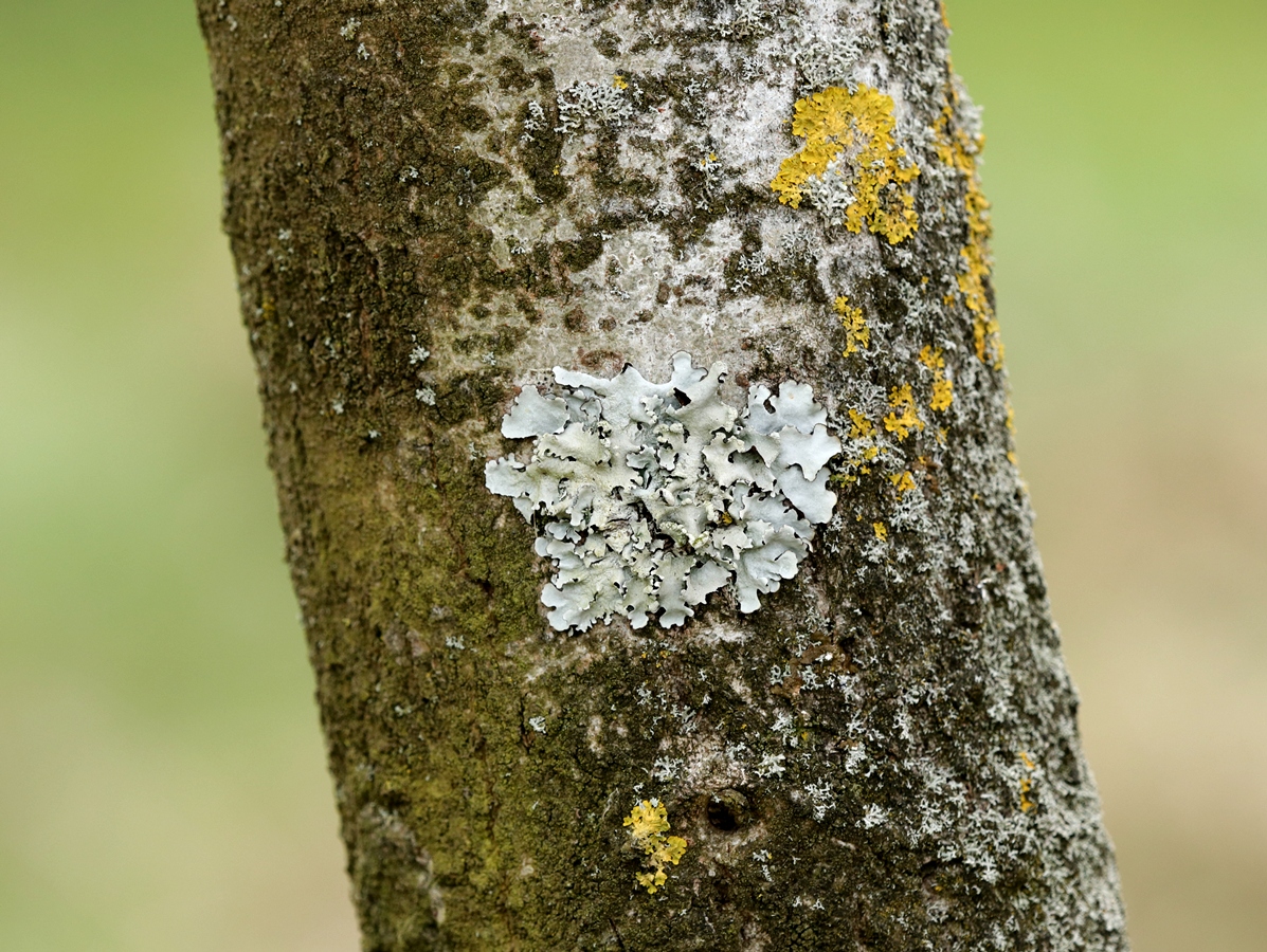 Parmotrema reticulatum (door Ruud van Middelkoop)