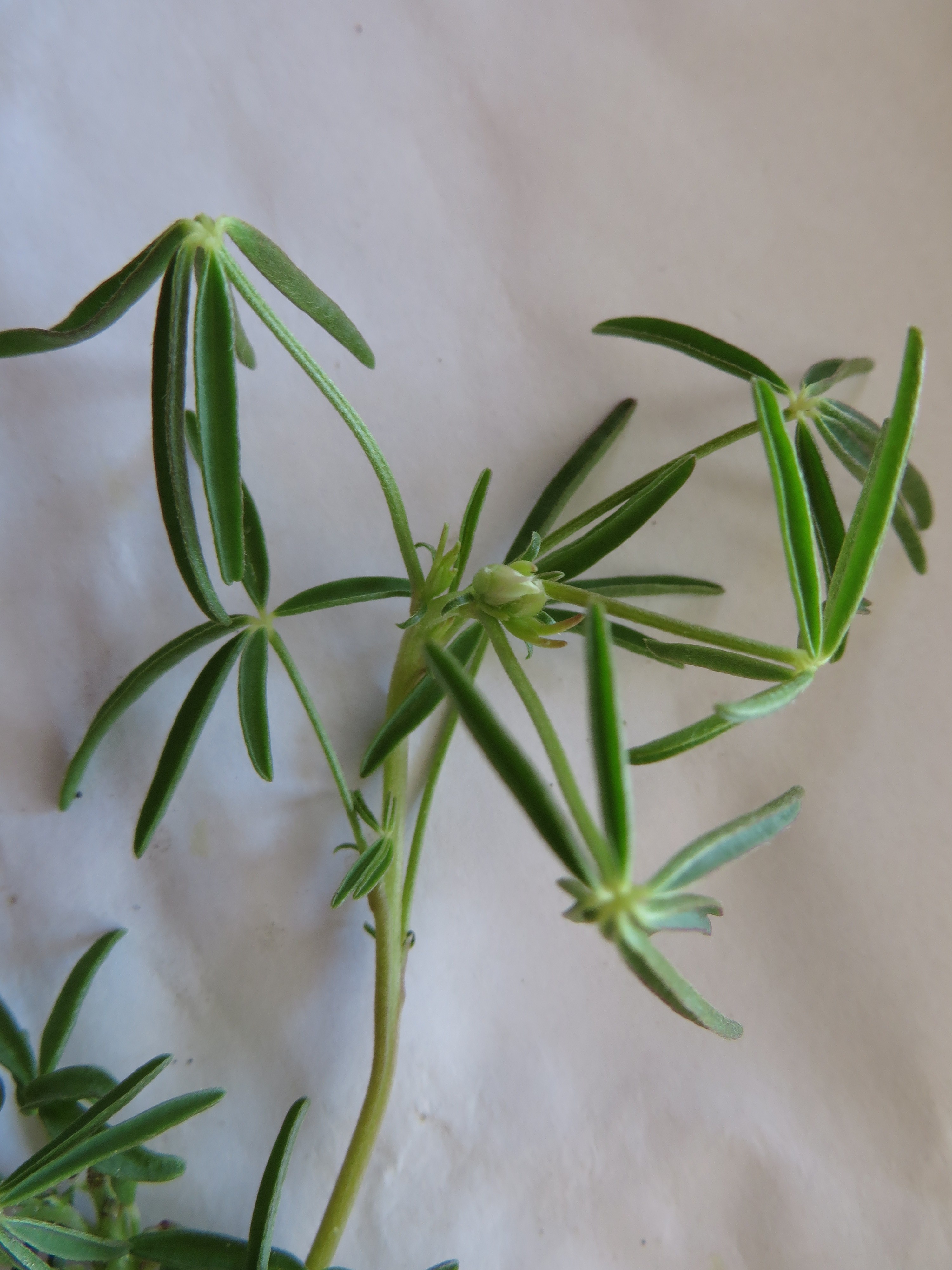 Lupinus angustifolius (door Han Beeuwkes)