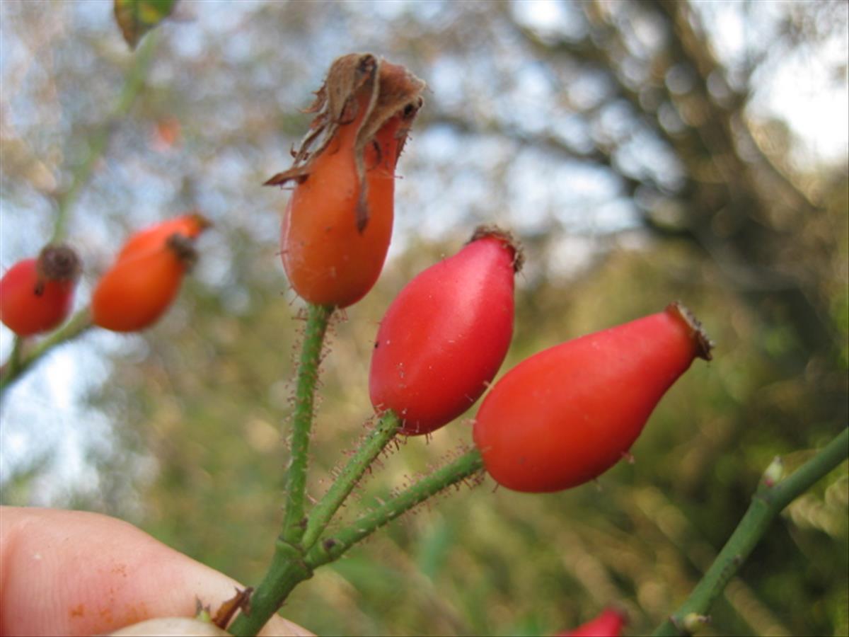 Rosa micrantha (door Sipke Gonggrijp)