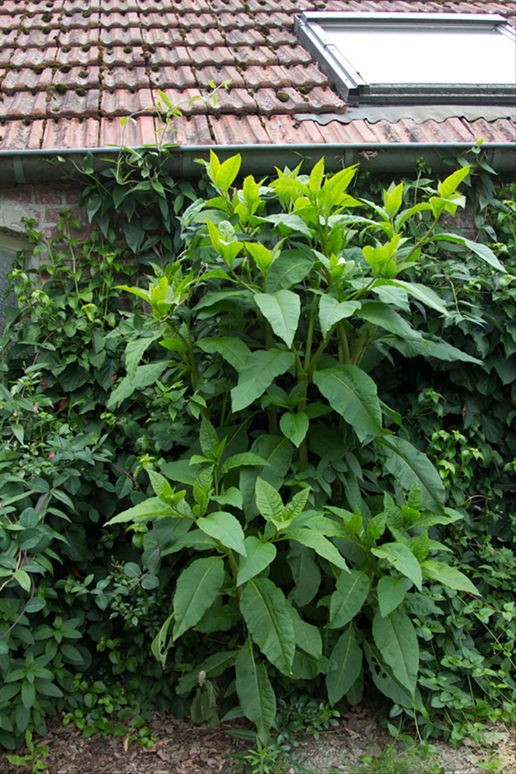 Phytolacca americana (door Valentine Kalwij)