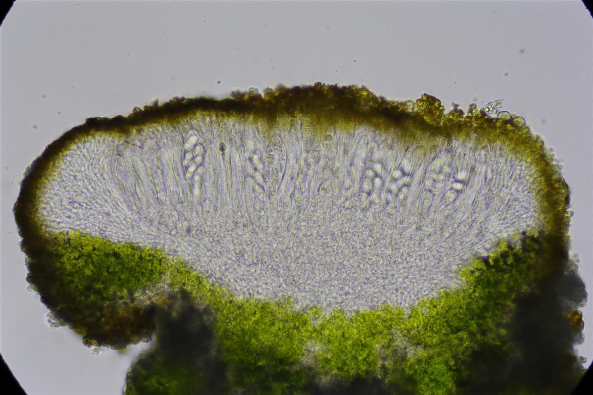 Xanthocarpia fulva (door Lukas Verboom)
