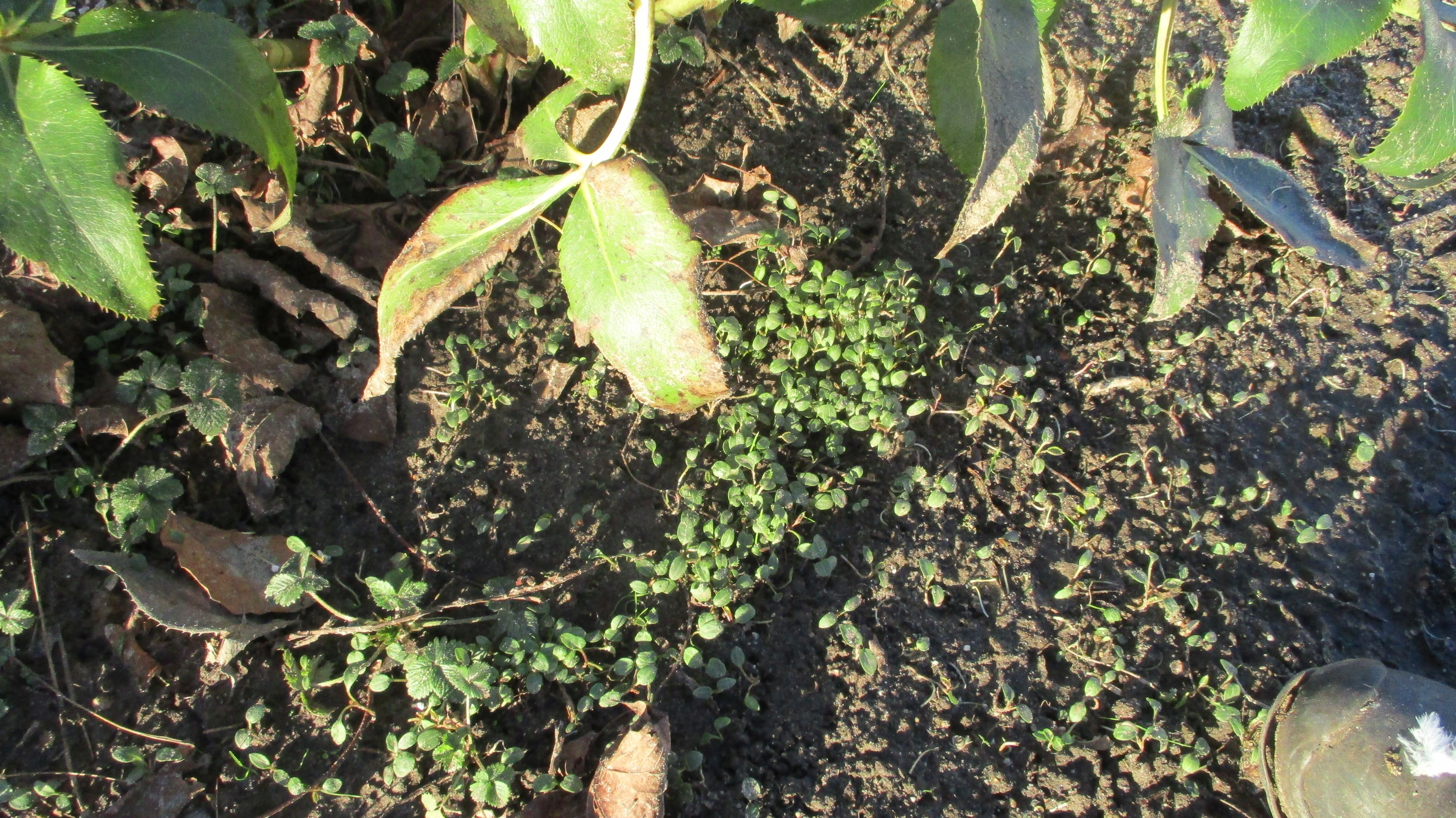 Helleborus argutifolius (door Toon Verrijdt)