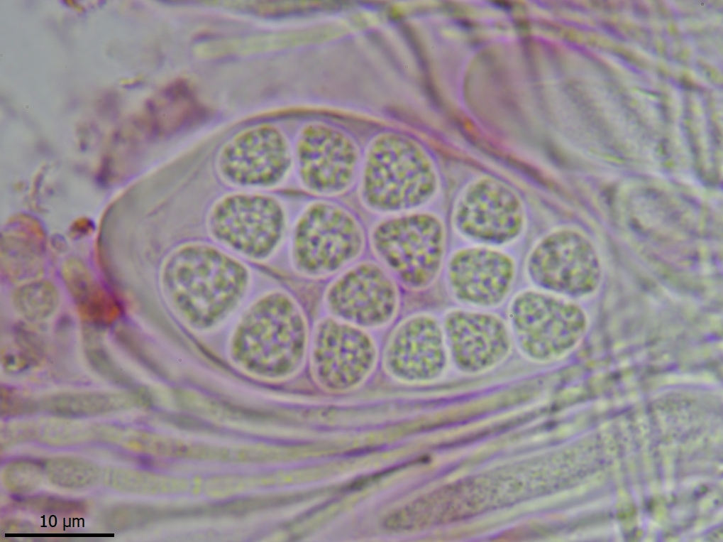 Xanthocarpia fulva (door Lukas Verboom)