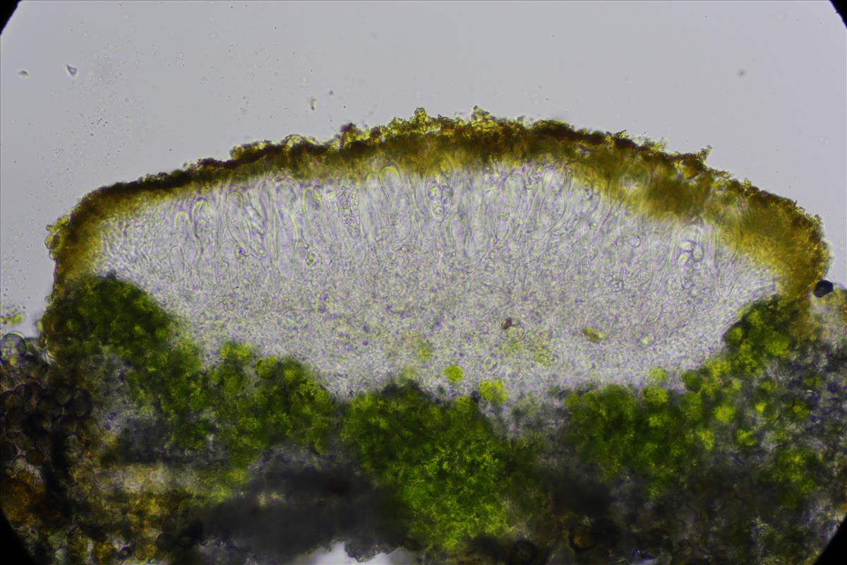 Flavoplaca flavocitrina (door Lukas Verboom)