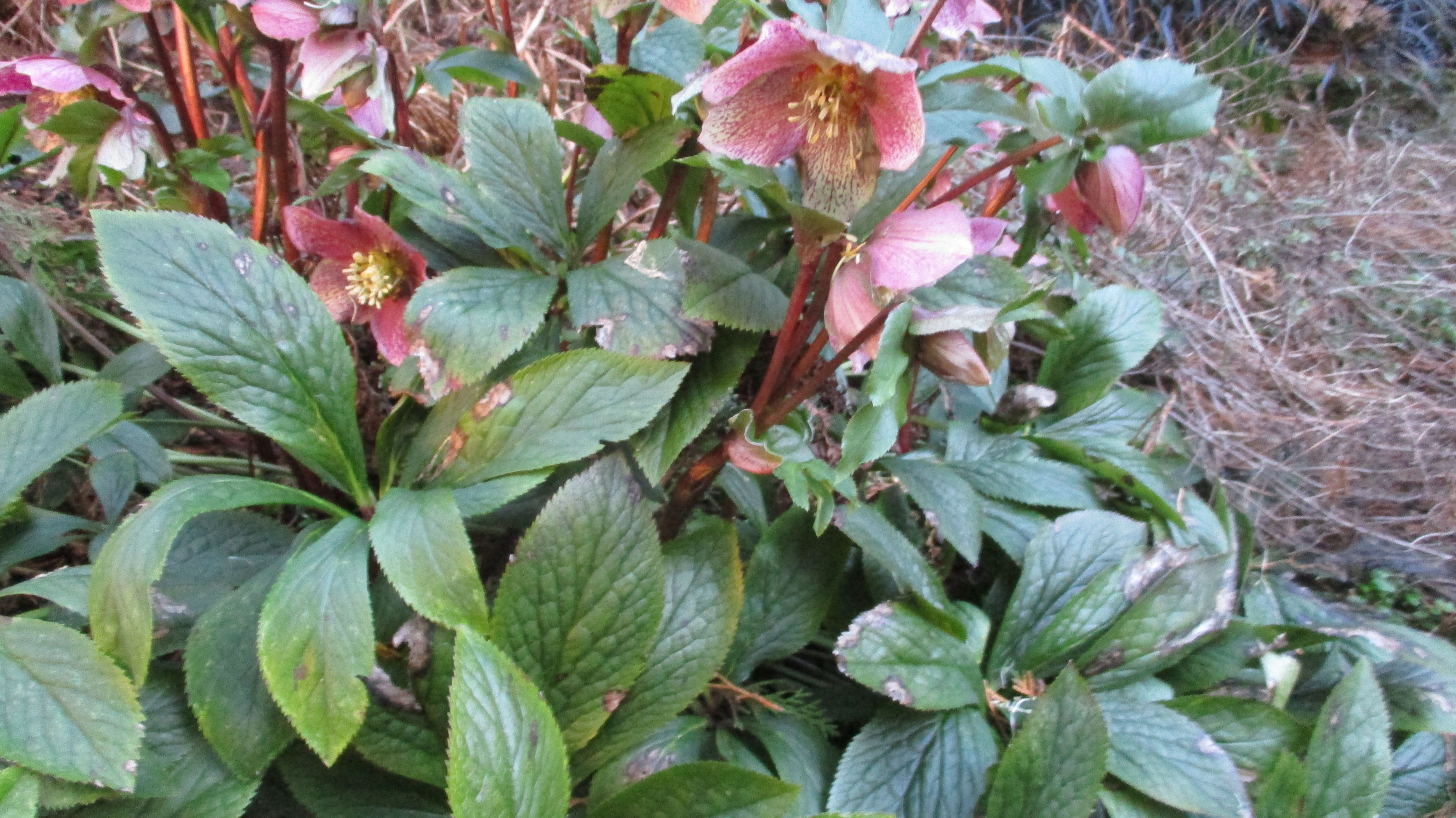 Helleborus orientalis (door Toon Verrijdt)