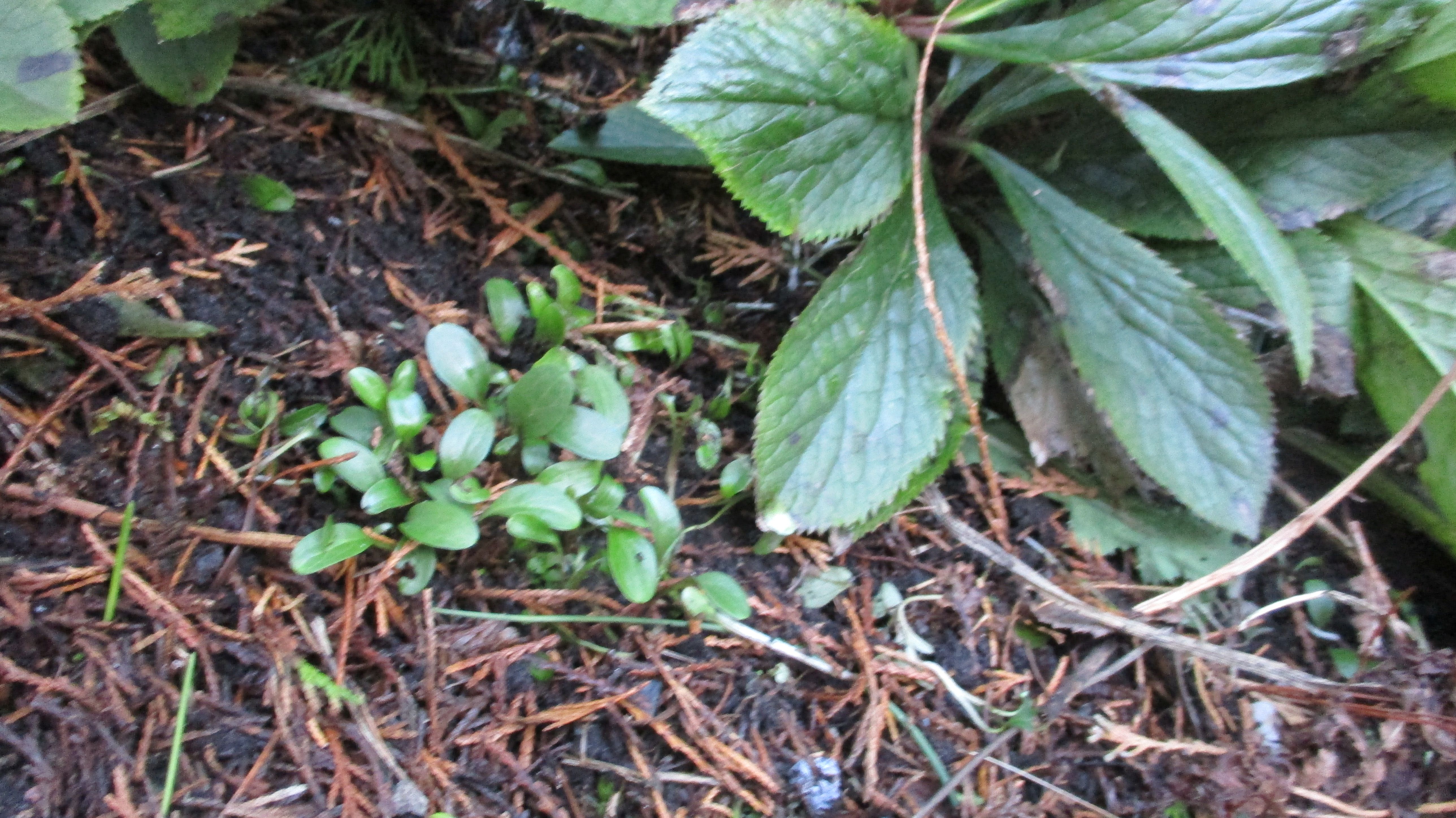 Helleborus orientalis (door Toon Verrijdt)