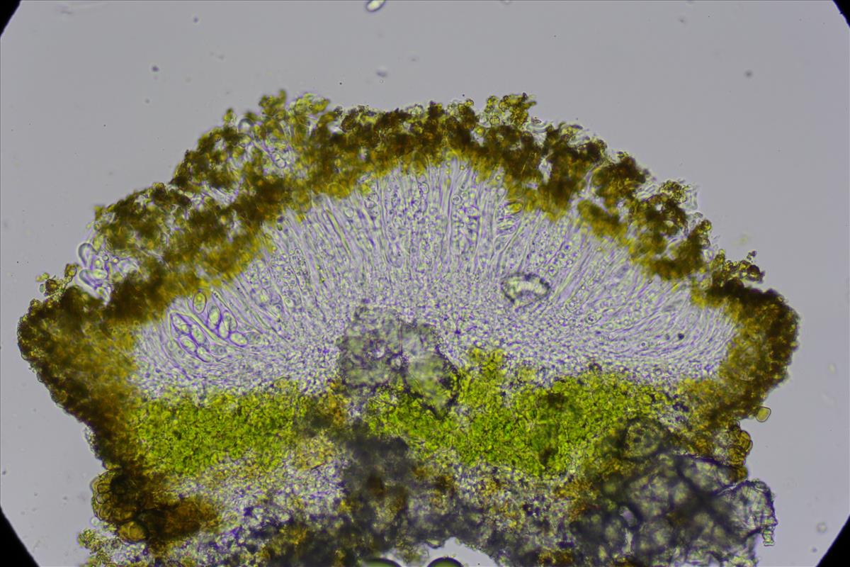 Flavoplaca oasis (door Lukas Verboom)