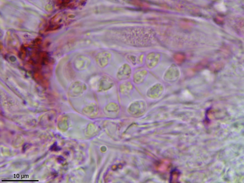 Flavoplaca oasis (door Lukas Verboom)