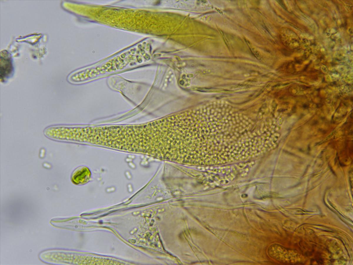 Thelocarpon magnussonii (door Lukas Verboom)