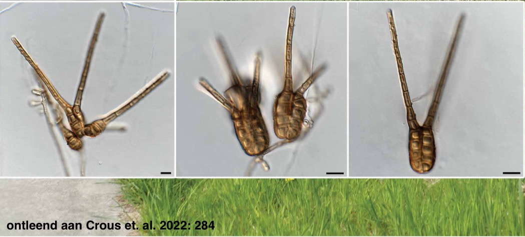 Tetraploa juncicola (door Pedro Crous)