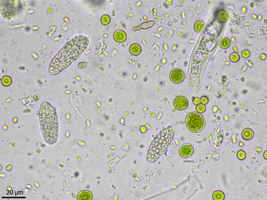 Thelenella modesta (door Lukas Verboom)