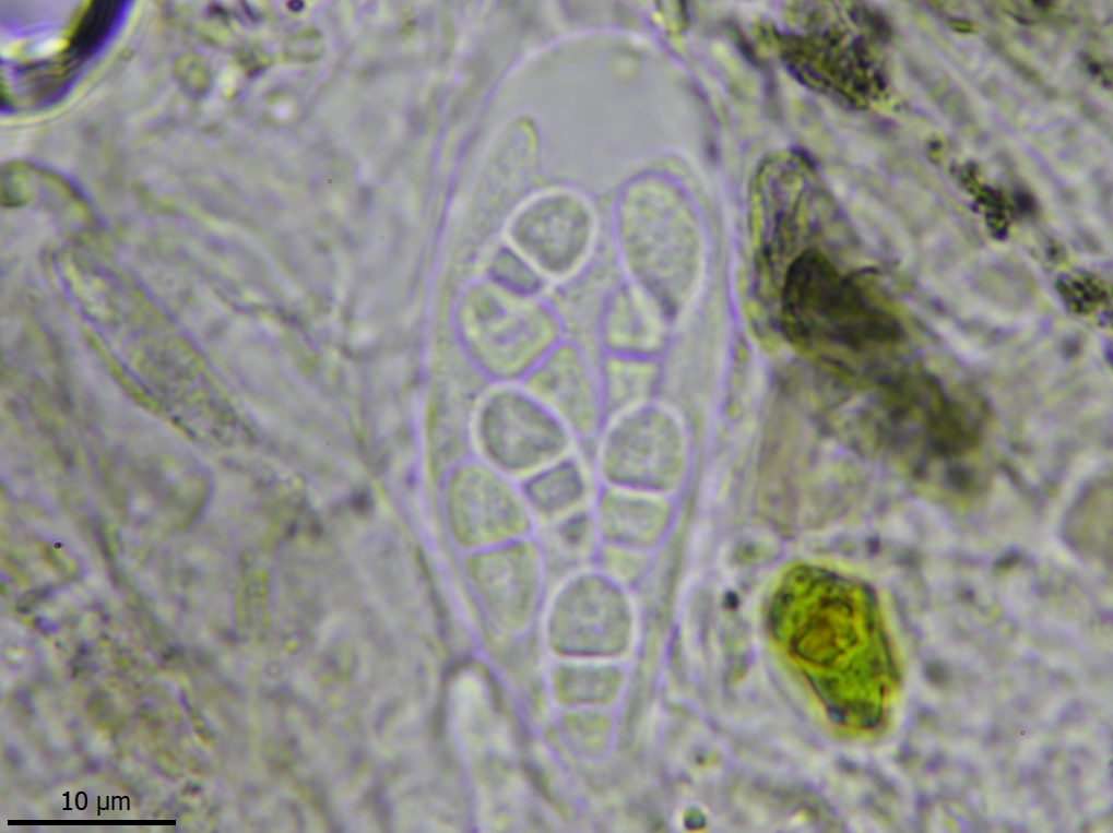 Reichlingia anombrophila (door Lukas Verboom)