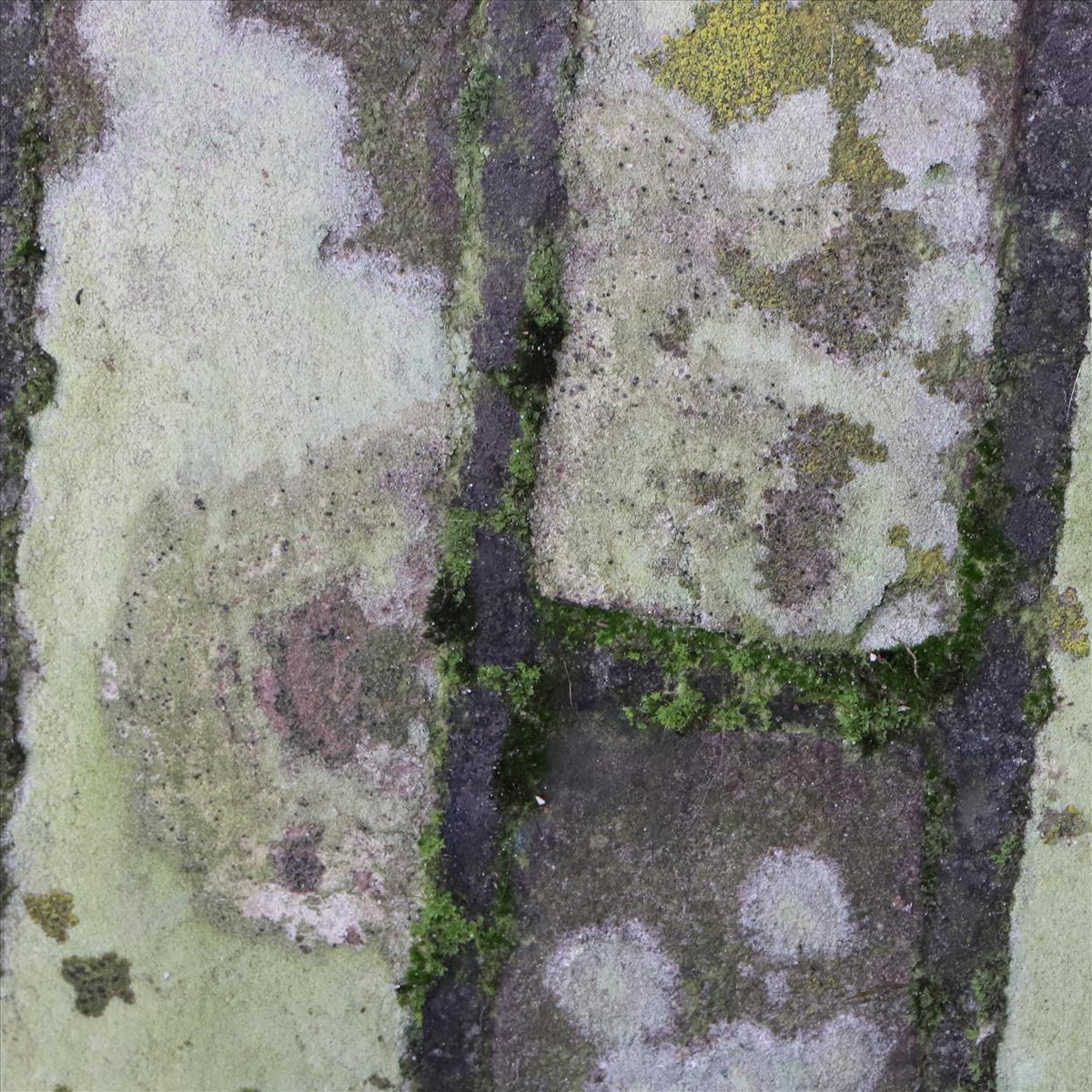 Sarcopyrenia cylindrospora (door Niek Schrier)