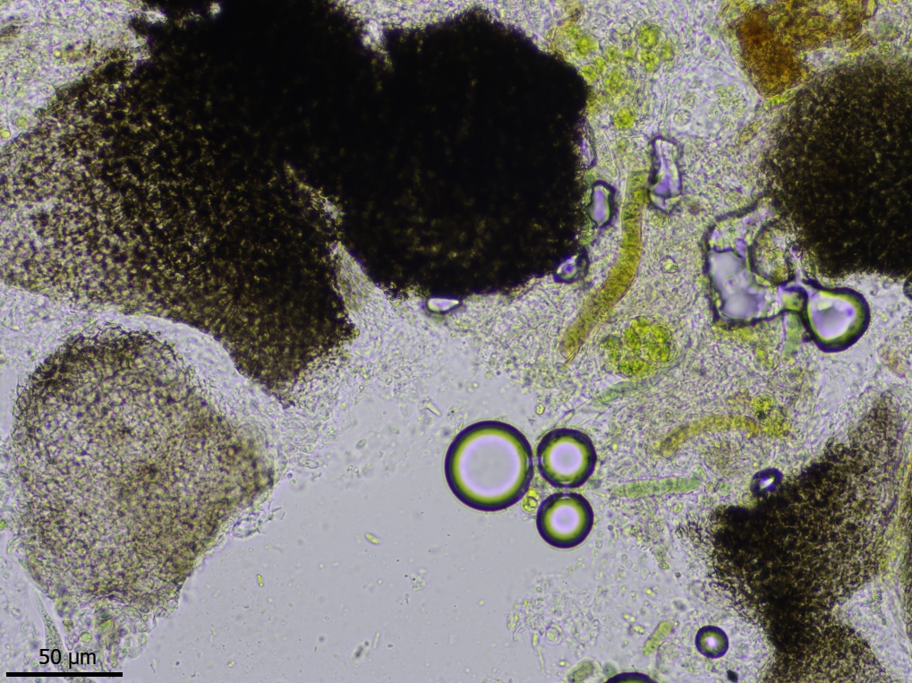 Verrucaria bryoctona (door Lukas Verboom)