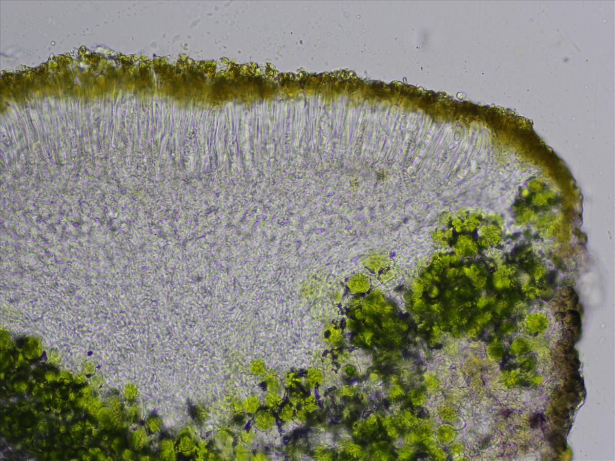 Flavoplaca maritima (door Lukas Verboom)