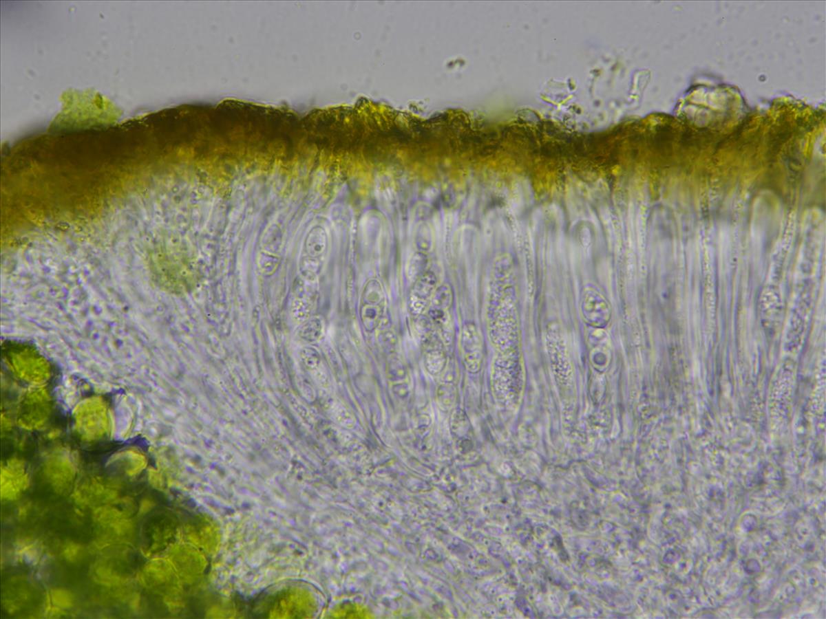 Flavoplaca maritima (door Lukas Verboom)