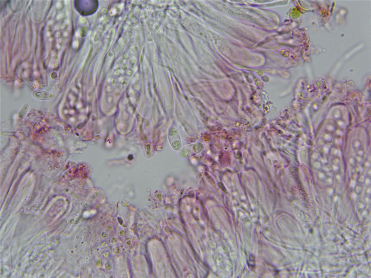 Flavoplaca maritima (door Lukas Verboom)