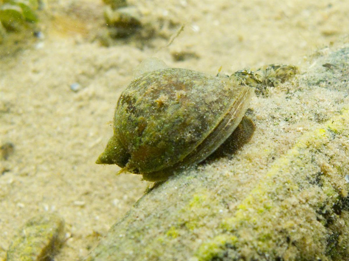 Radix auricularia (door Dirk-Jan Saaltink)