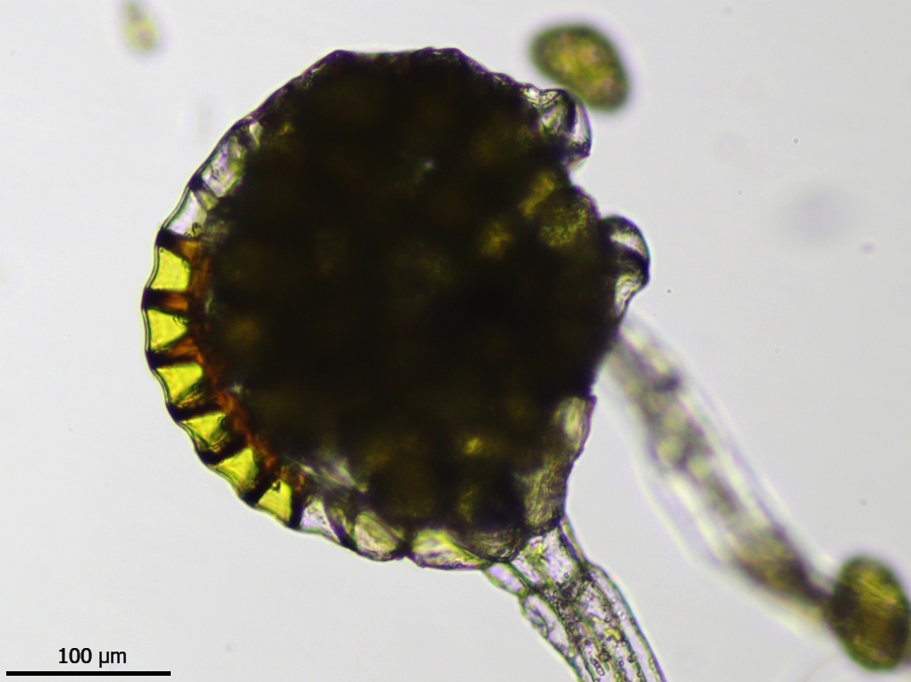 Polypodium interjectum (door Lukas Verboom)