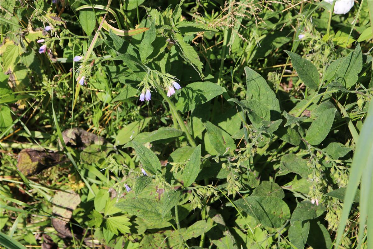 Symphytum x uplandicum (door Stef van Walsum)